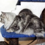 Czarina Sibérien black blottched tabby chez Damman Amur