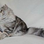 Czarina Sibérien black blottched tabby chez Damman Amur