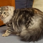 Czarina Sibérien black blottched tabby chez Damman Amur
