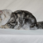 Czarina Sibérien black blottched tabby chez Damman Amur