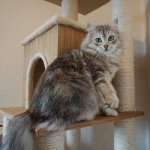 Czarina Sibérien black blottched tabby chez Damman Amur