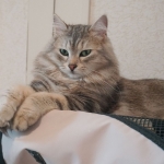 Czarina Sibérien black blottched tabby chez Damman Amur