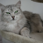 Czarina Sibérien black blottched tabby chez Damman Amur