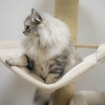 Czarina Sibérien silver chez Damman Amur
