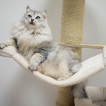 Czarina Sibérien silver chez Damman Amur
