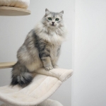 Czarina Sibérien silver chez Damman Amur