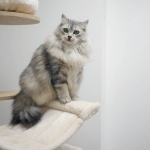 Czarina Sibérien silver chez Damman Amur