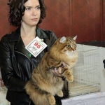 Istok Sladkoe Pyatnyshko, Sibérien brown Mackerel tabby chez Damman Amur