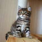 Istok Sladkoe Pyatnyshko, Sibérien brown Mackerel tabby chez Damman Amur