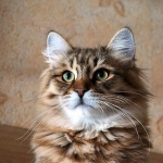 Istok Sladkoe Pyatnyshko, Sibérien brown Mackerel tabby chez Damman Amur