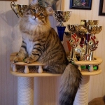 Istok Sladkoe Pyatnyshko, Sibérien brown Mackerel tabby chez Damman Amur