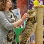 Istok Sladkoe Pyatnyshko, Sibérien brown Mackerel tabby chez Damman Amur