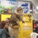 Istok Sladkoe Pyatnyshko, Sibérien brown Mackerel tabby chez Damman Amur