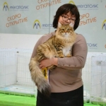 Istok Sladkoe Pyatnyshko, Sibérien brown Mackerel tabby chez Damman Amur