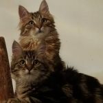 Damman Amur Lubo et Lena chez les Thomas