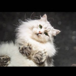 Damman Amur Lya