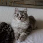 Damman Amur Oakam chez  Marylou.