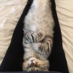 Damman Amur Nelson fait un gros dodo.