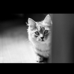 Damman Amur Mila et Laurence, crédit photo \"babouchKatelier\"