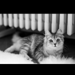 Damman Amur Mila et Laurence, crédit photo \"babouchKatelier\"