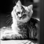 Damman Amur Mila et Laurence, crédit photo \"babouchKatelier\"