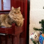 Damman Amur Mraude se repose