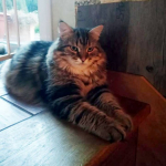 Damman Amur Mestro chez Nathalie