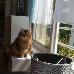 Damman Amur Iana Sibérien black golden
