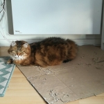 Damman Amur Iana Sibérien black golden
