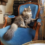 Damman Amur Mambo chez Tamara