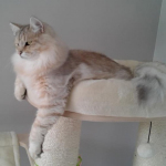 Le sublime Damman Amur Nicolai chez Fati