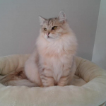 Le sublime Damman Amur  Nicolai chez Fati