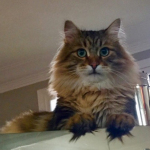 Damman Amur Max chez Nicole