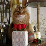 Damman Amur Niwi chez Anne