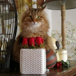 Damman Amur Niwi chez Anne-Laure