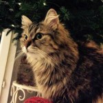Noel chez Sandra