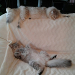 Damman Amur Nicolai et Nastasya chez Faty
