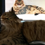 Damman amur Zazou chez Sophie