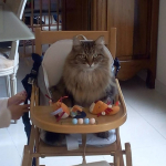 Damman Amur Loustik chez Regis et Anne