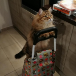 Damman Amur Niwi chez Anne