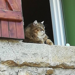 Damman Amur Maestro majestueux...