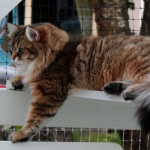 Simply Maximus....  Damman Amur Maximus breeding stud in Norway at Mari\'s house.