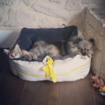 Damman Amur Odin chez Leslie