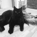 Merci Sandra pour la photo de Marushka et Morpheus