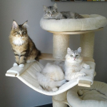 Damman Amur Nastasya et Damman Amur Nicolai chez Faty avec copain Maine Coon