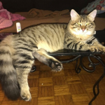 Damman Amur Octave chez Anne