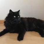 Damman Amur Morpheus chez Sandra