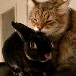 Damman Amur Obiwan et sa copine lapin