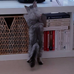 Oliver explore la maison chez Laurence