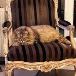 Damman Amur Onyx